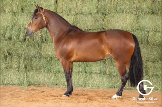 RE ULTIMA SAUDAÇÃO