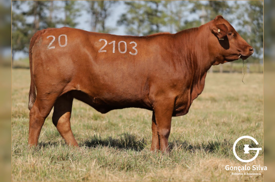 MR GANGO 2103