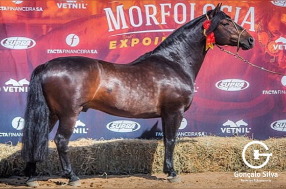 VIRAGRO RIO TORO