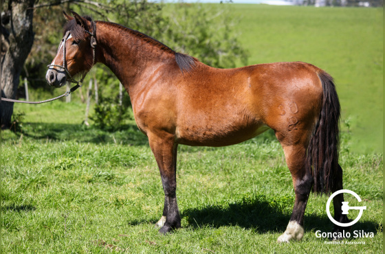 LA MONTURA QUASE NOVE