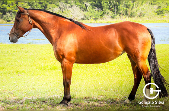 JOCASTA 70 DA TEMPORONA 