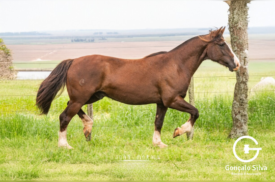 SANTA ALICE BERRO GROSSO