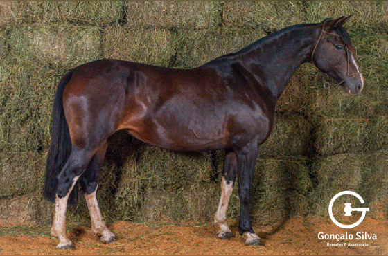 GOTA D'AGUA DO PURUNÃ ( BARRIGA )
