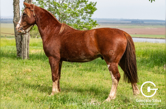 SANTA ALICE BUCANERO
