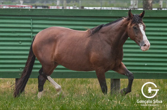 INVERNADA DA ESTANCIA DO CAVERA 