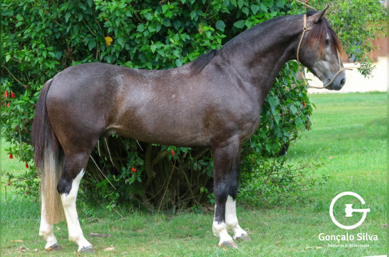 ÚNICO DO VEIO D'ÁGUA