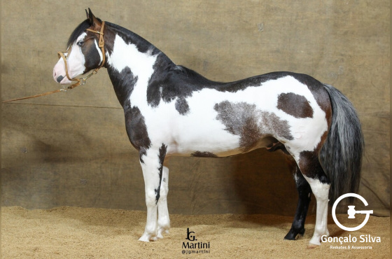 COBERTURA LUSCO FUSCO DA RECORRIDA 