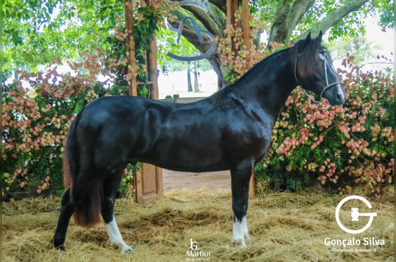 PP ELEGIDO DA RENASCER-TE (VENDA DUAS COTAS DE 5%)