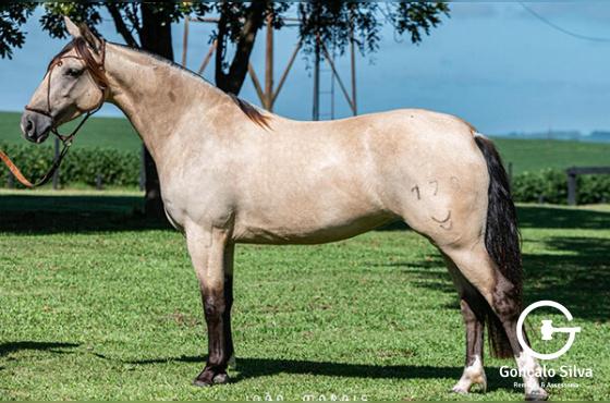 SAUDADES MARIA BONITA