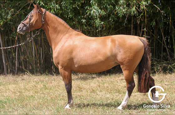 LA ITAPITOCAI DO MAKO