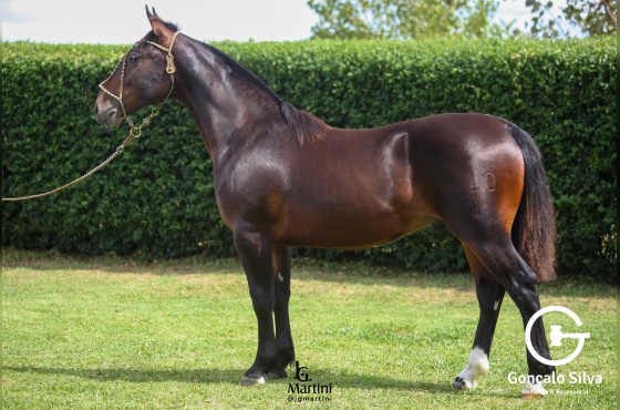 SINAL DA CRUZ ARROIO