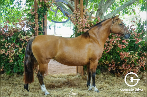 MOÇA DO PORTAL GAÚCHO