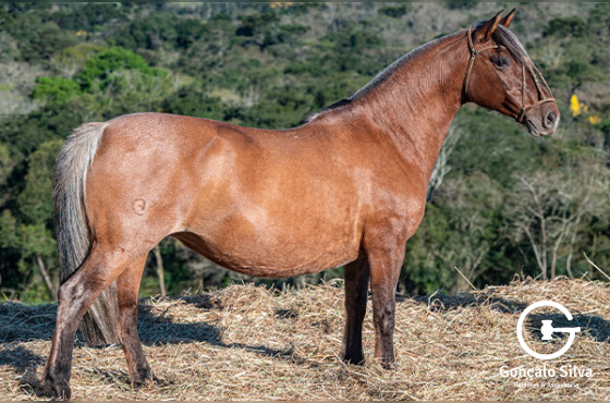 LAMBUJA DOS MINÉRIOS