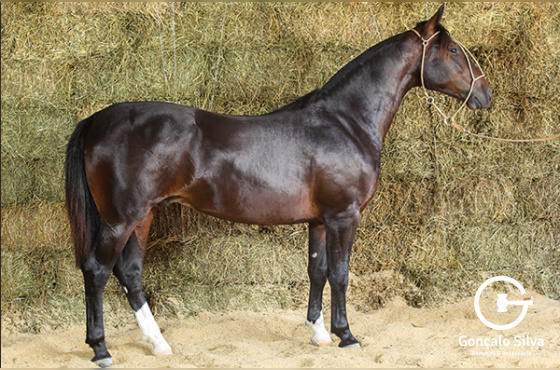 VENTO NORTE DO TABOÃO - TE 