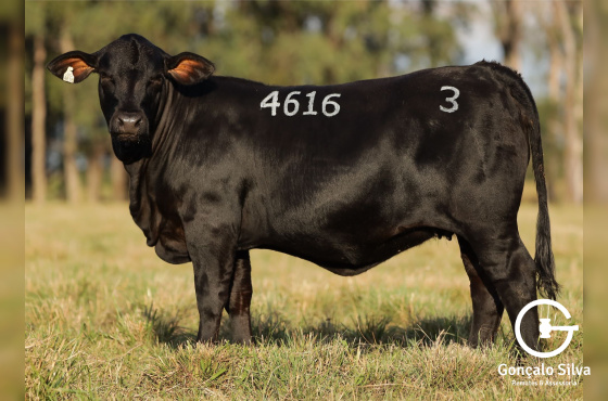 MR KING 4616 - VENDA VERTICAL