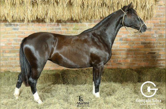 CARABINA MAPOCHO