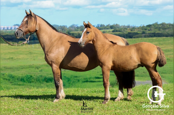 ALGAZARRA DA PALMEIRA ( VENDA DA BARRIGA )