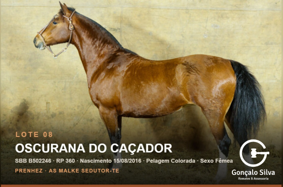 OSCURANA DO CAÇADOR