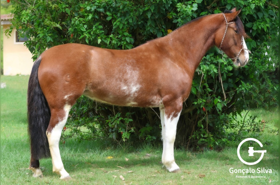 TENTADORA DO VEIO D'ÁGUA
