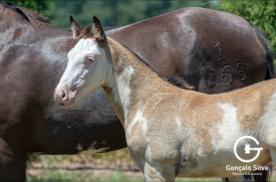 ÁGUA VIVA DA BOA VISTA 