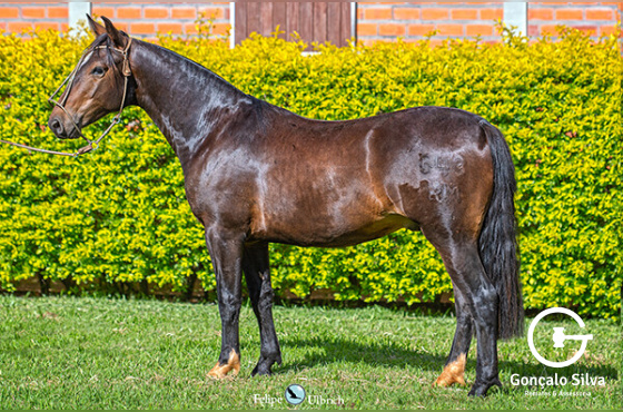LA CASTELLANA UM TANGO