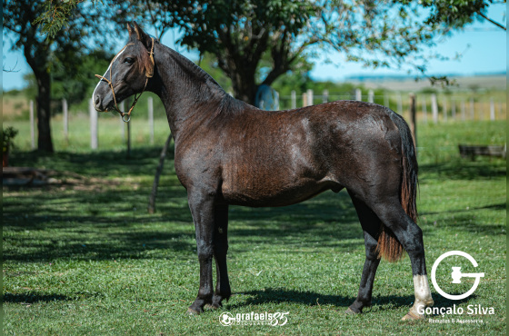 TABACO DE SANTO ANICETO