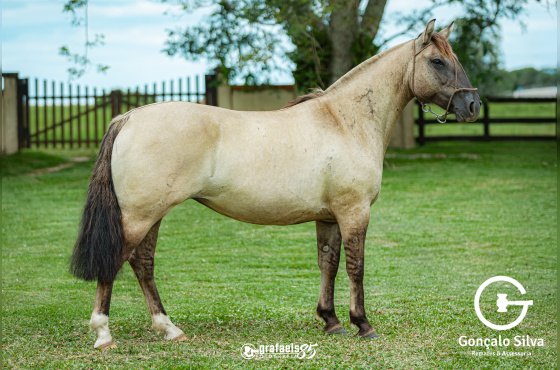 ÓPERA DE SANTO ANICETO